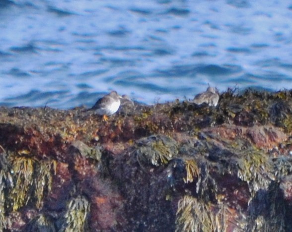 Purple Sandpiper - ML49445121