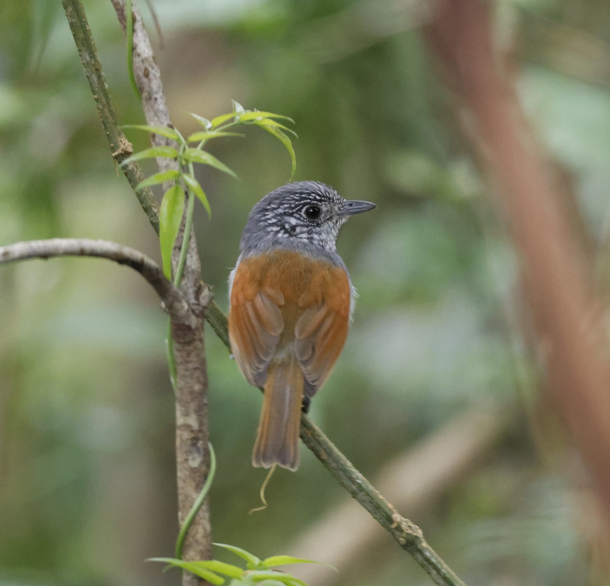 Rufous-backed Antvireo - Mandy Talpas -Hawaii Bird Tours