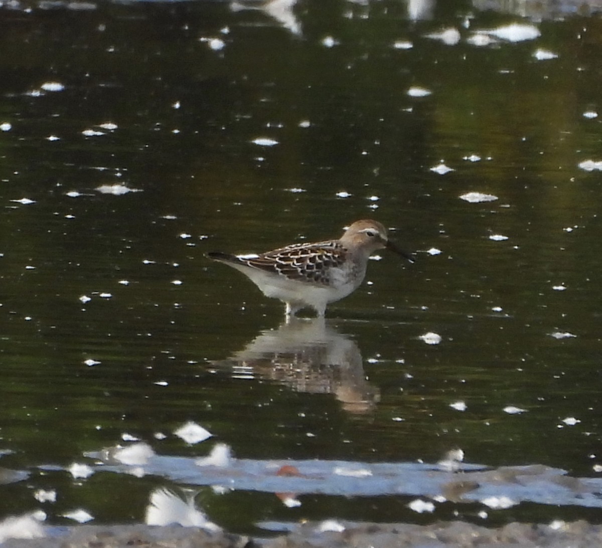 White-rumped Sandpiper - ML494453801