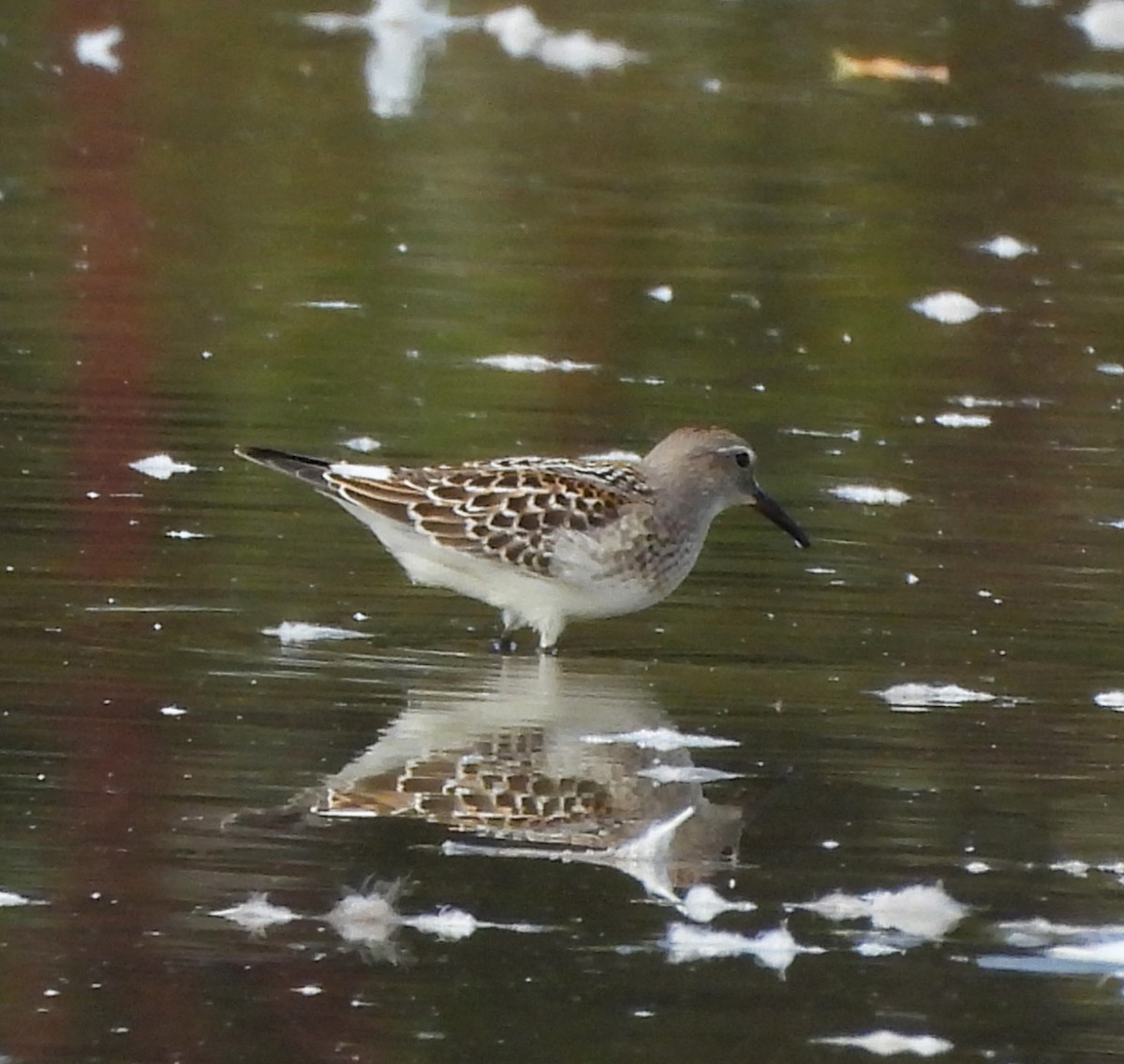 White-rumped Sandpiper - ML494453831