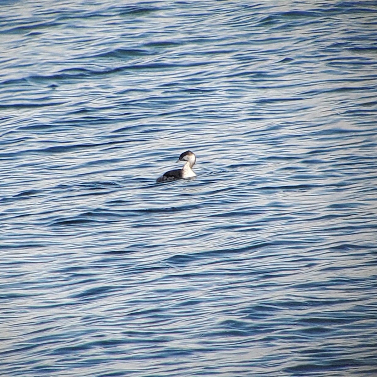 Horned Grebe - ML494454171