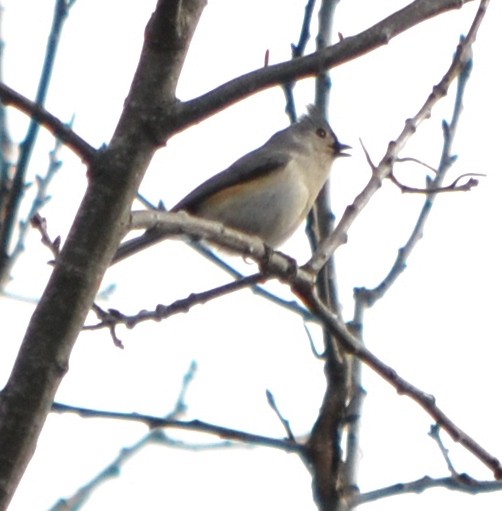 Tufted Titmouse - ML49445661