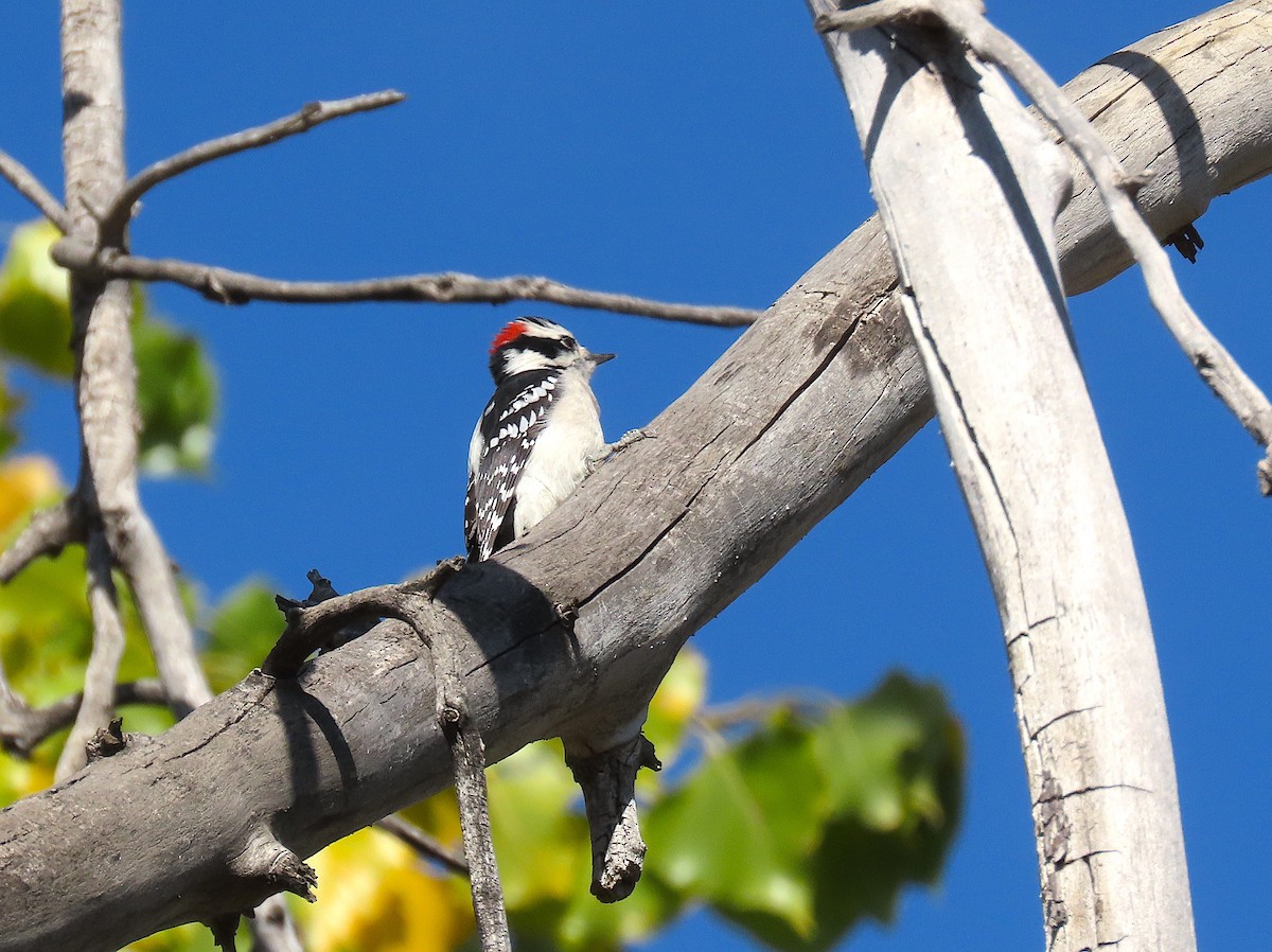 Downy Woodpecker - ML494457451