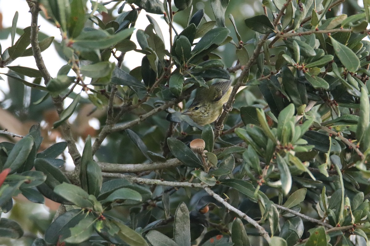 Tennessee Warbler - ML494457841