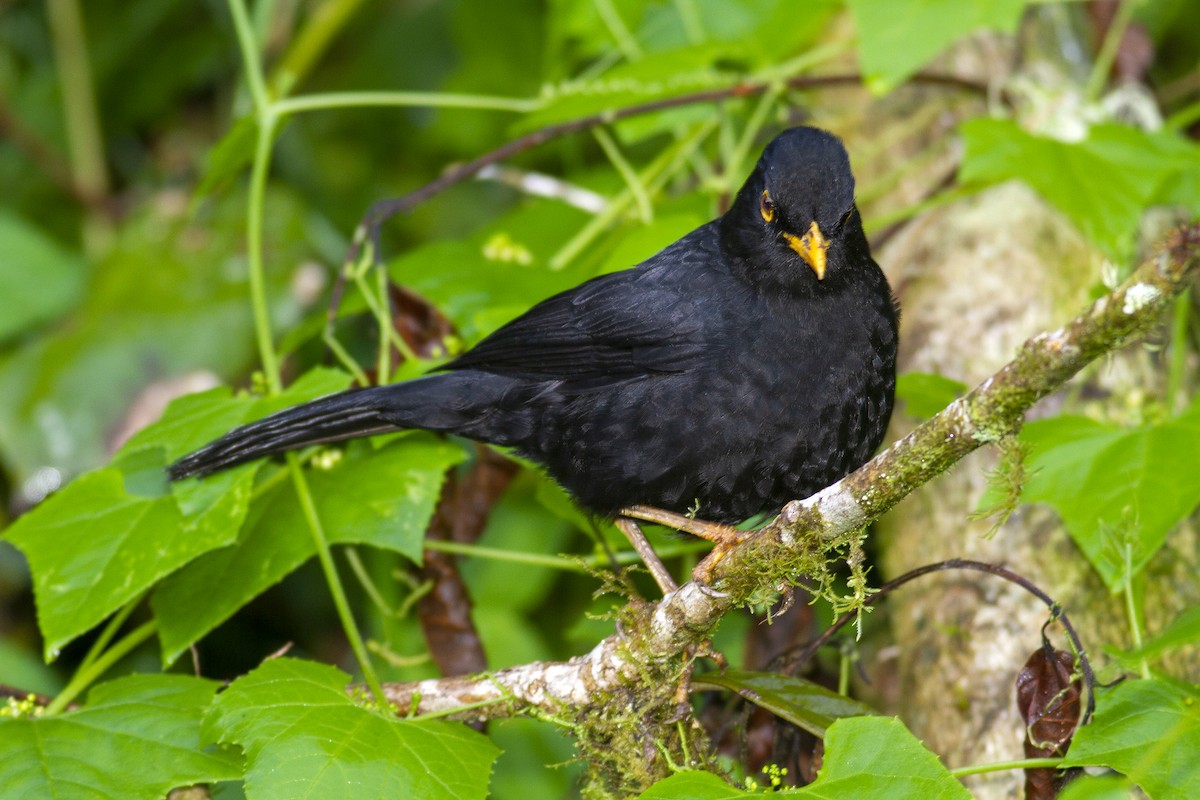 Glossy-black Thrush - ML494458891