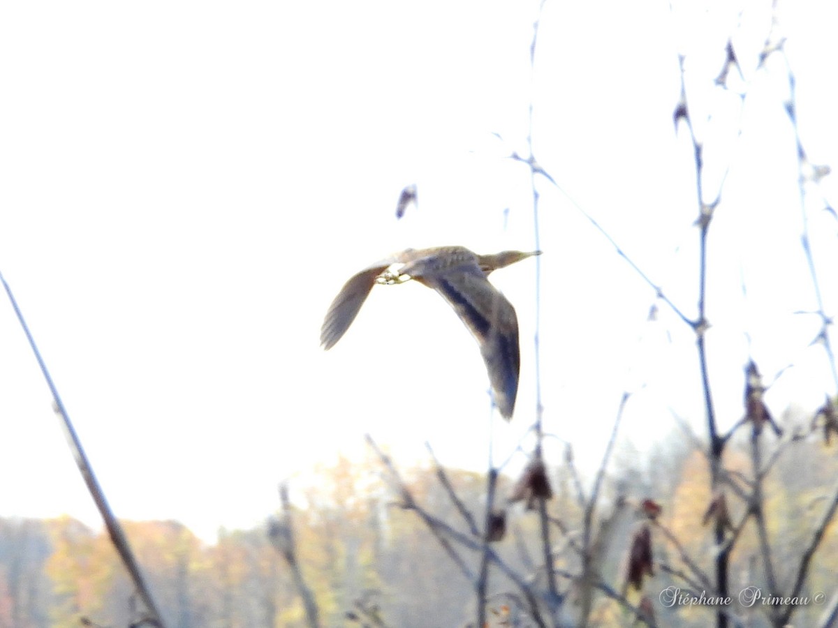 American Bittern - ML494460371