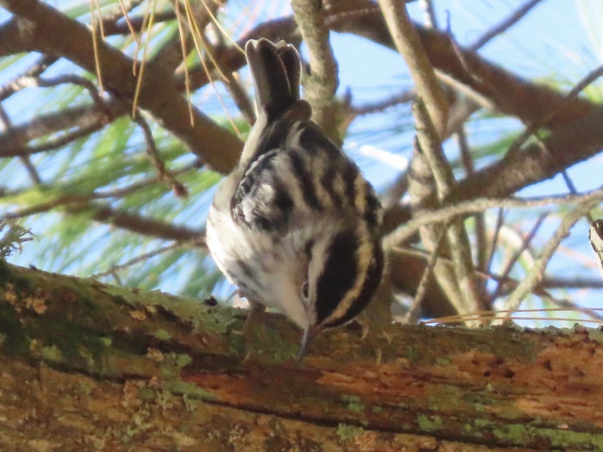 Black-and-white Warbler - Greg Clark