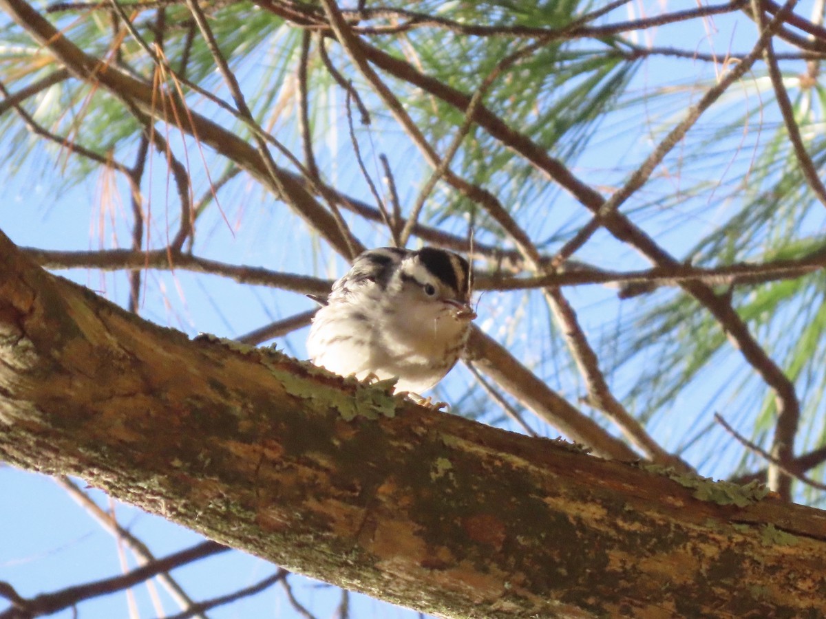 Black-and-white Warbler - ML494461101