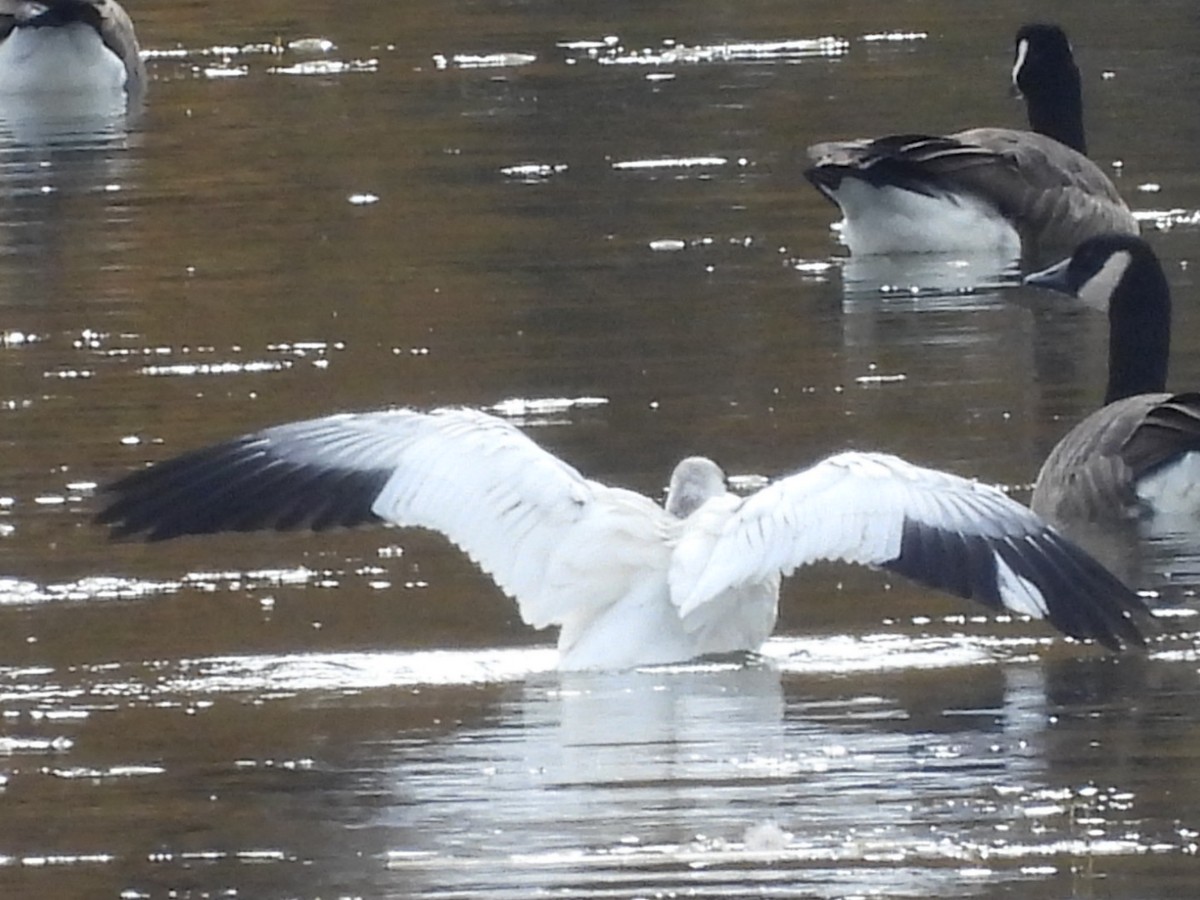 Ross's Goose - ML494462691