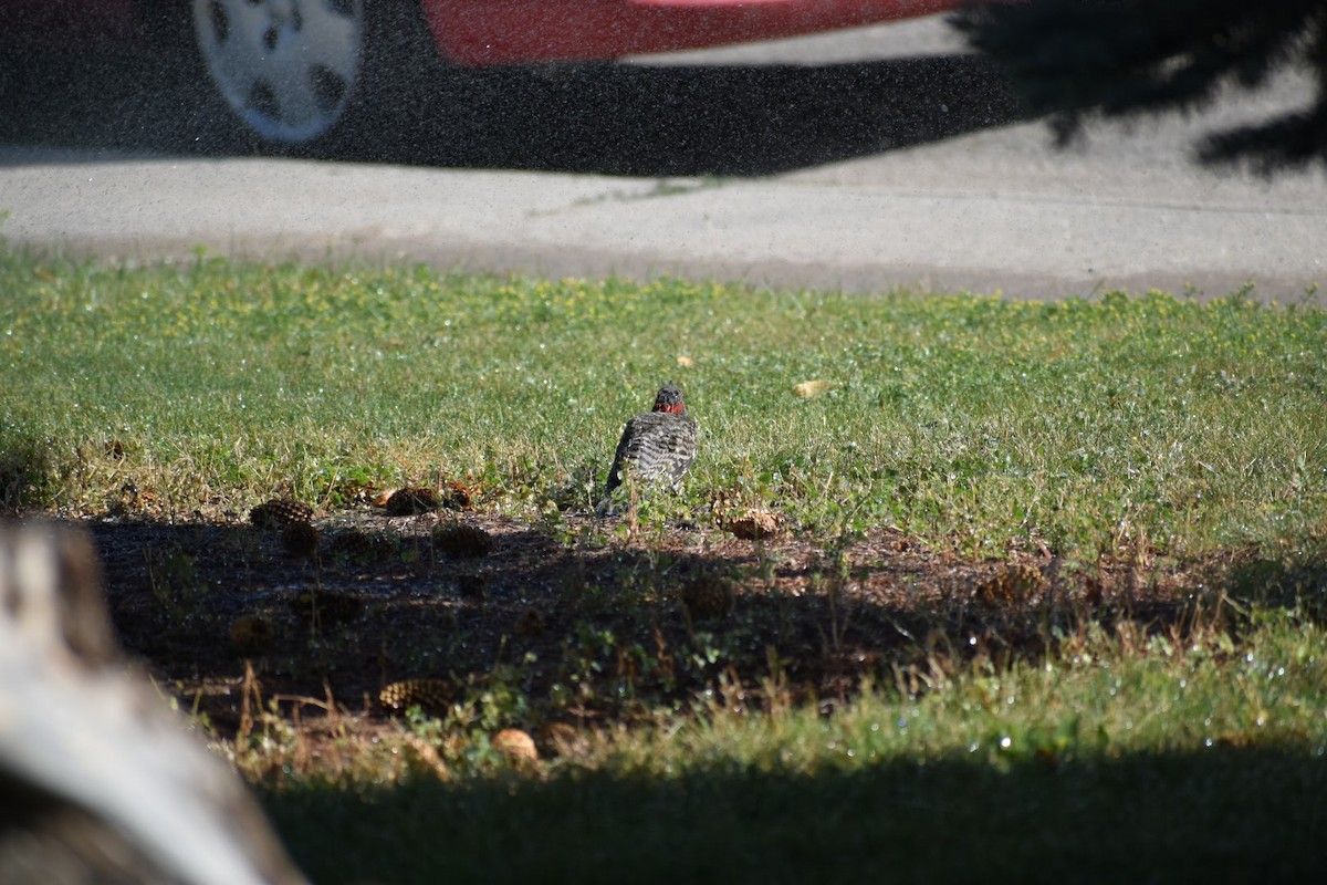 Northern Flicker (Red-shafted) - ML494464961