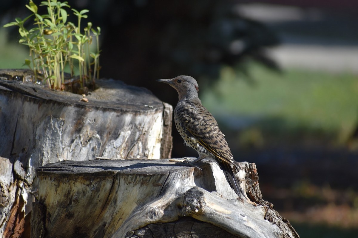Northern Flicker (Red-shafted) - ML494464971
