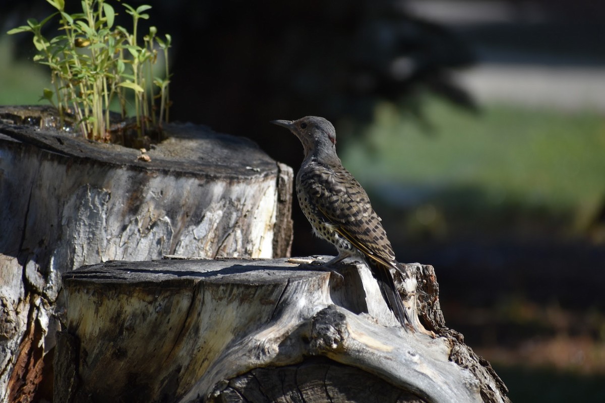 Northern Flicker (Red-shafted) - ML494464981