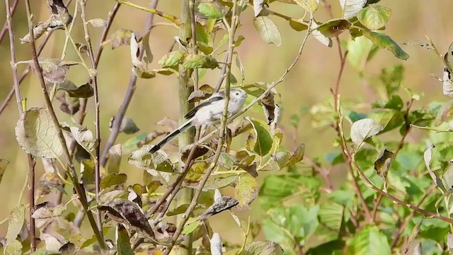 Синиця довгохвоста - ML494465821