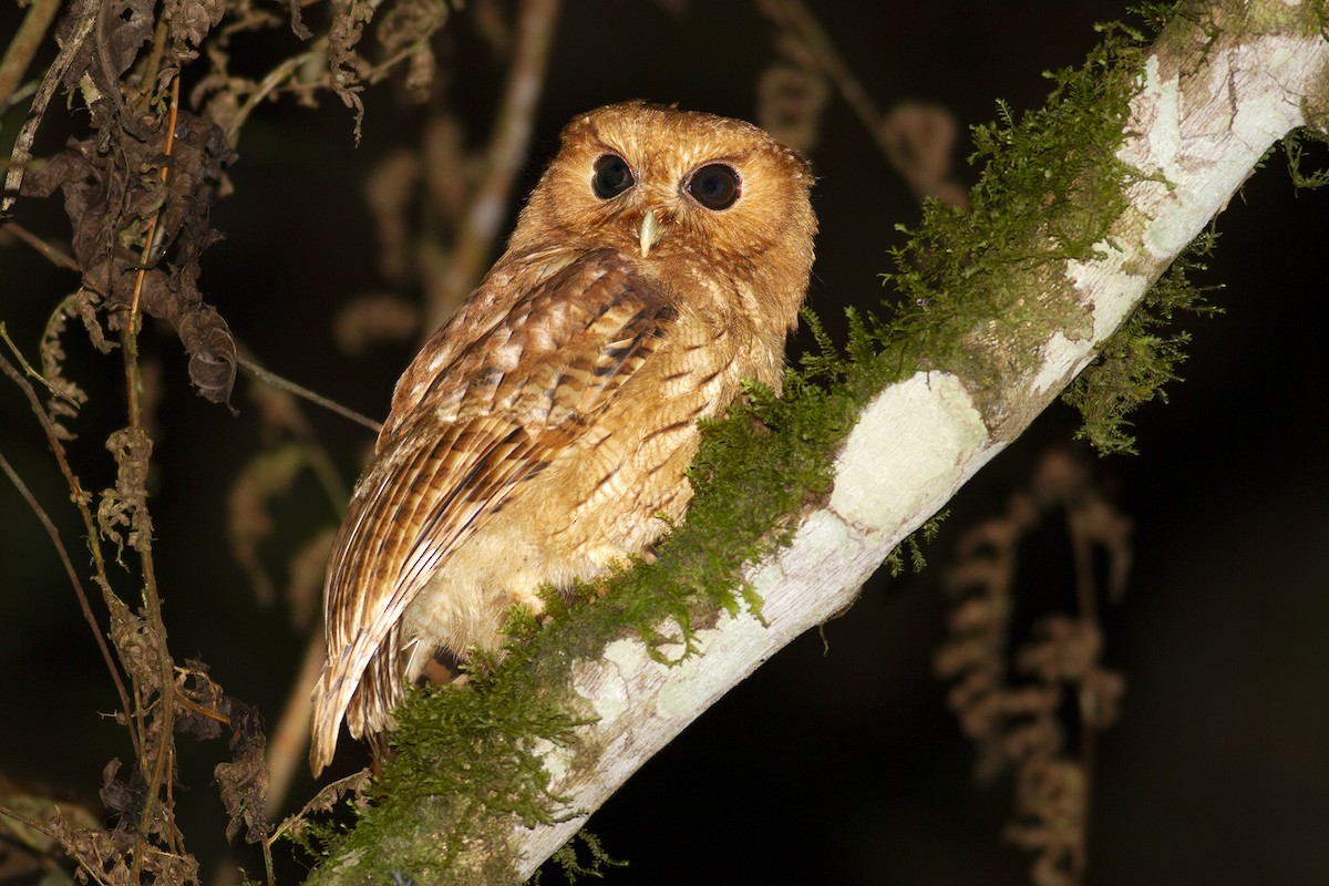 Rufescent Screech-Owl - ML494466051