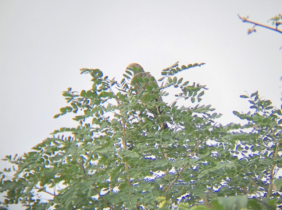 Oriental Honey-buzzard - ML494466811