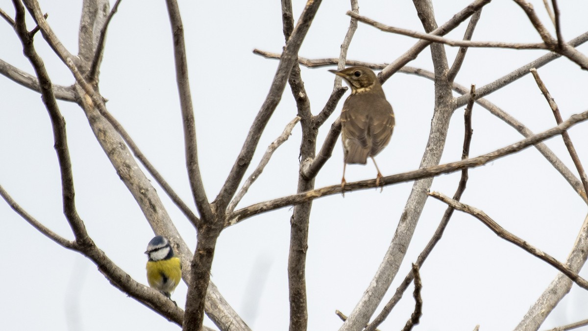 Song Thrush - ML494467071