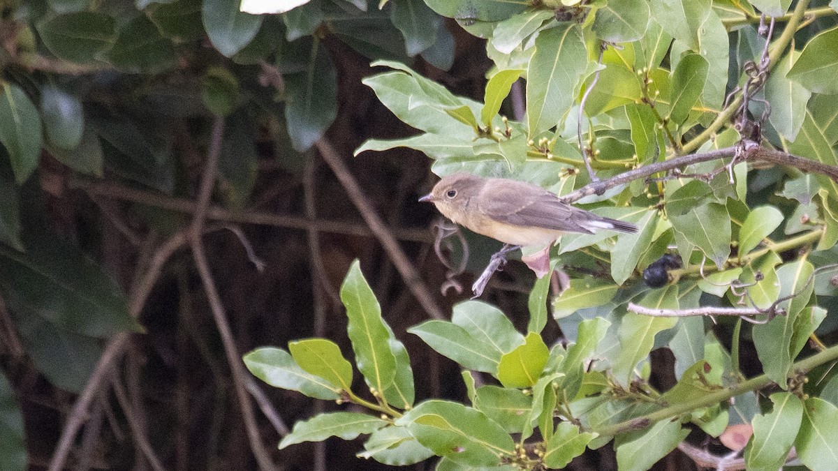 Red-breasted Flycatcher - ML494467301