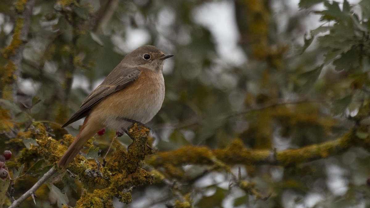 Common Redstart - ML494467441