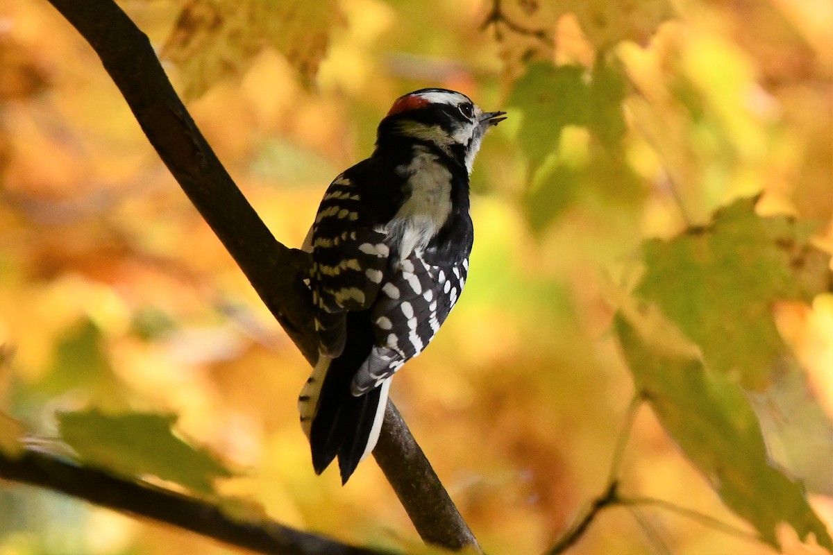 Downy Woodpecker - ML494467991