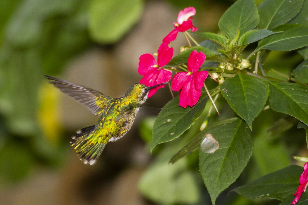 kolibřík úzkoocasý - ML494468001