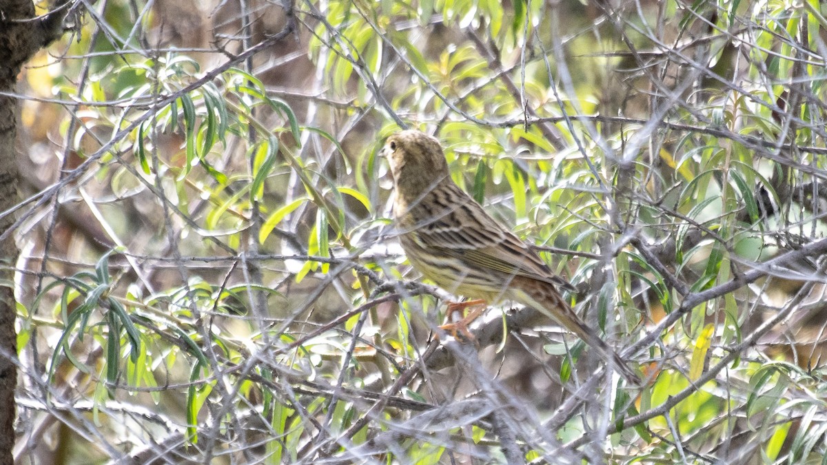 Yellowhammer - ML494468521