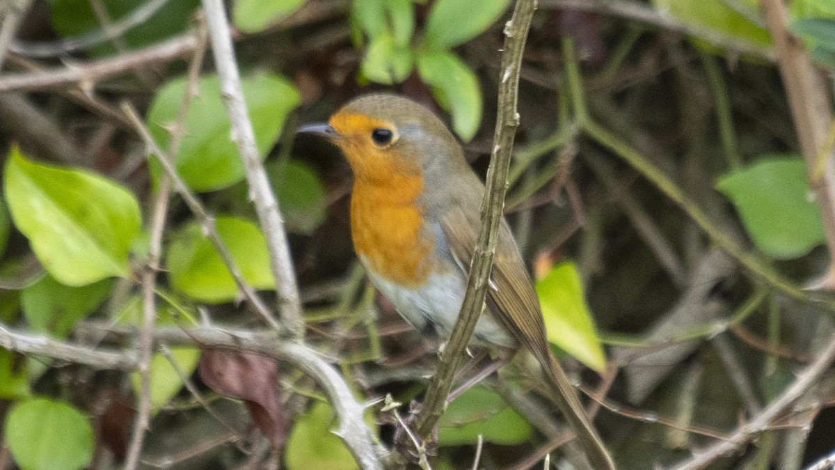 European Robin - ML494469281