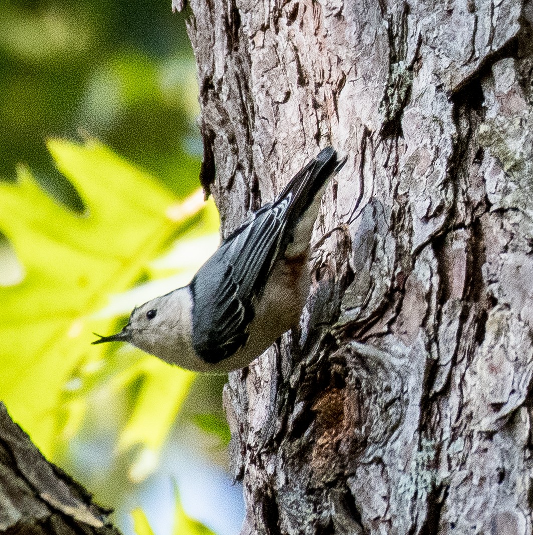 White-breasted Nuthatch - ML494469491