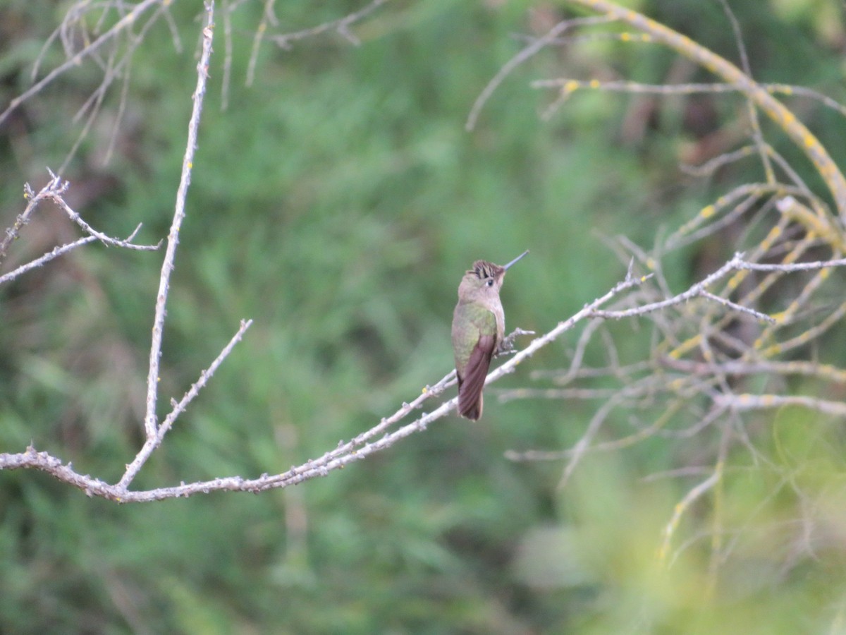 Green-backed Firecrown - Andrea Vergara Diaz