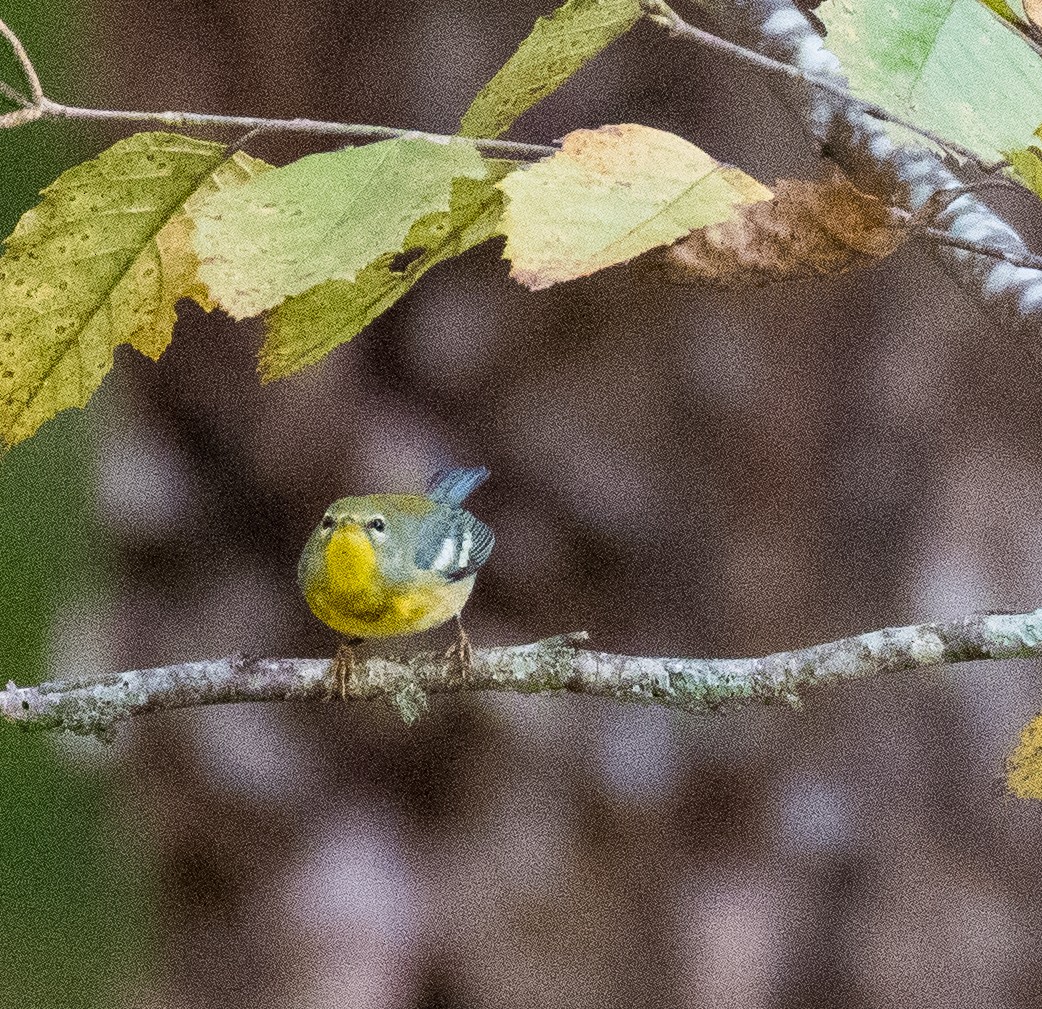 Northern Parula - ML494469791