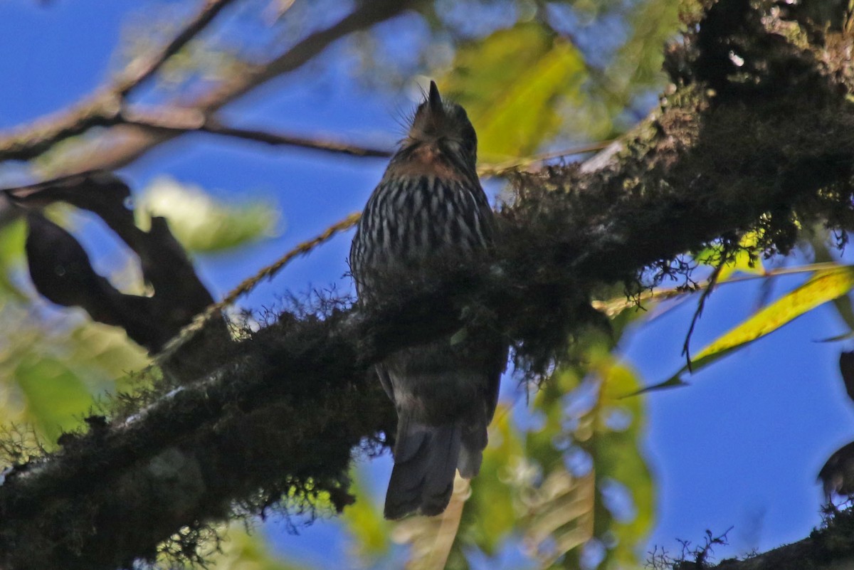 Black-streaked Puffbird - Joan and/or George Sims