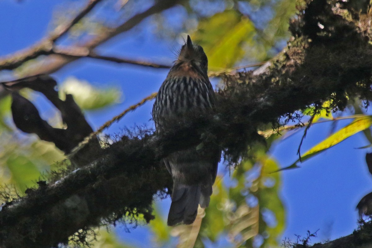 Black-streaked Puffbird - ML494469821