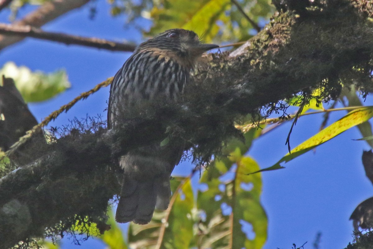 Black-streaked Puffbird - Joan and/or George Sims