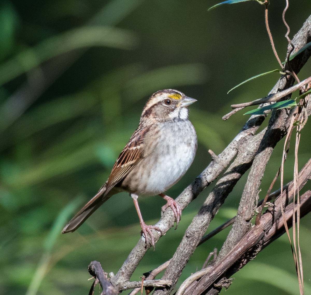 White-throated Sparrow - ML494470161