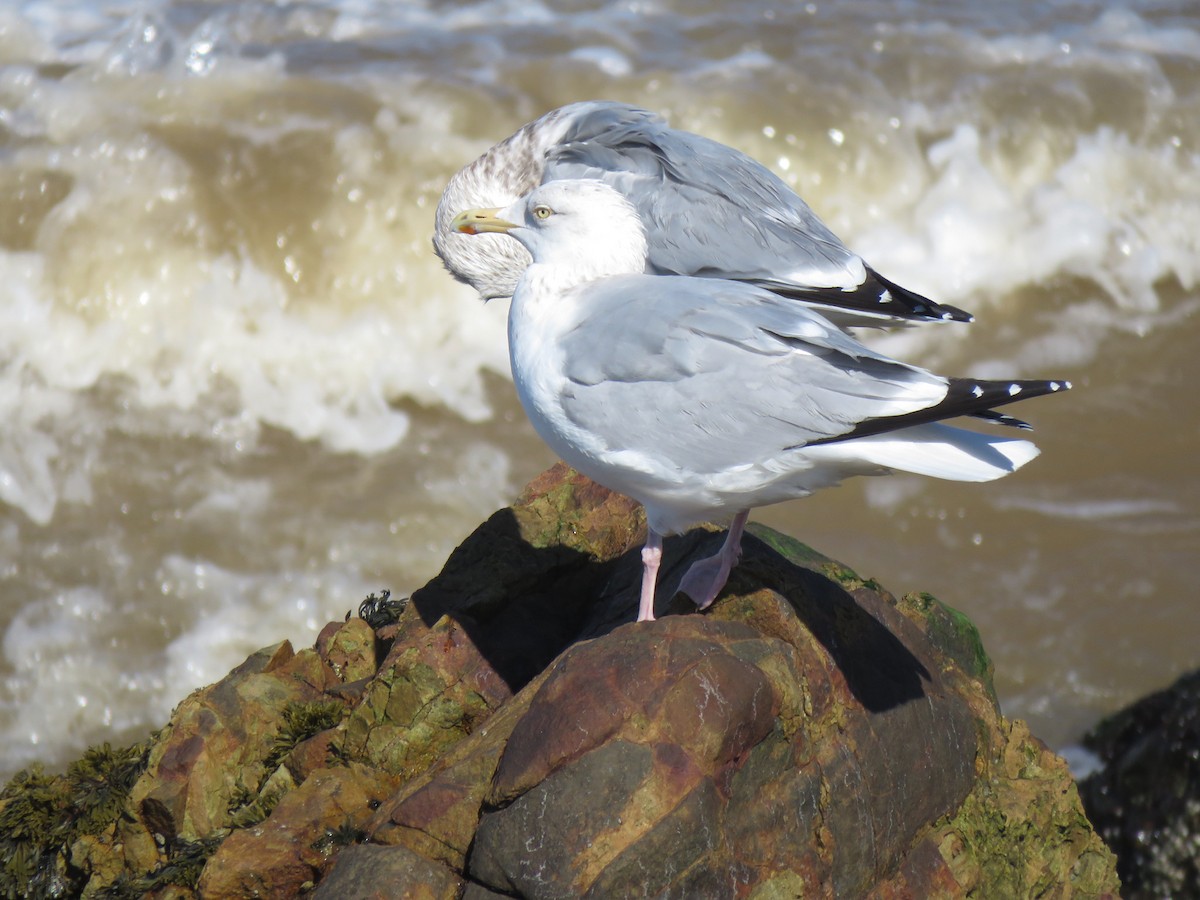 Herring Gull - ML49447041