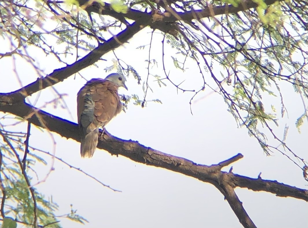 Red Collared-Dove - ML494472421