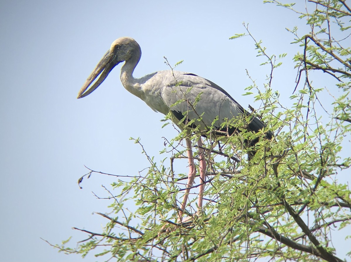 Asian Openbill - ML494472701