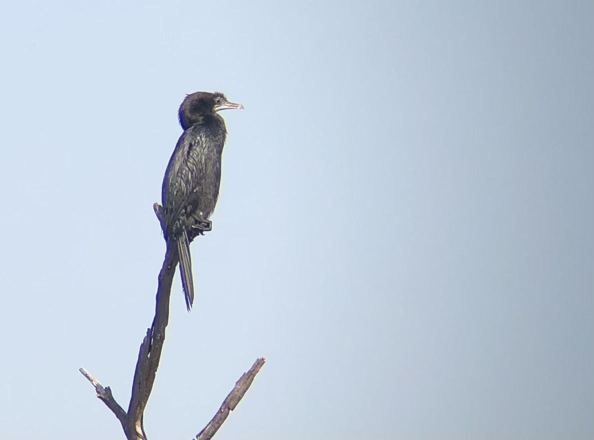 Little Cormorant - ML494472941