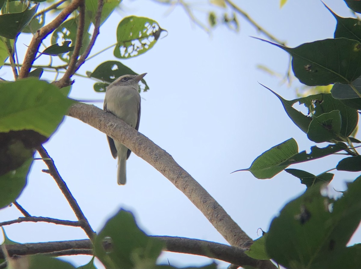 Common Woodshrike - ML494473161