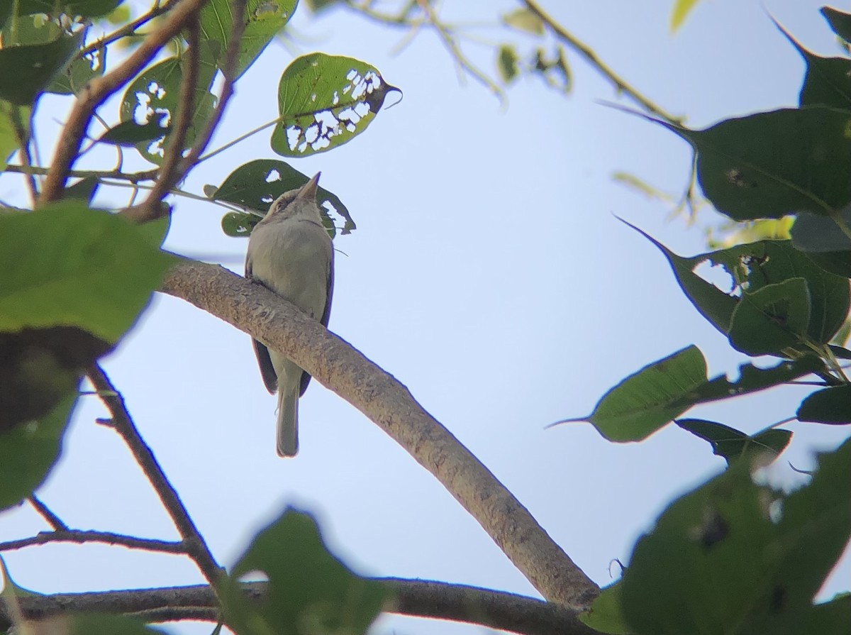 Common Woodshrike - ML494473171