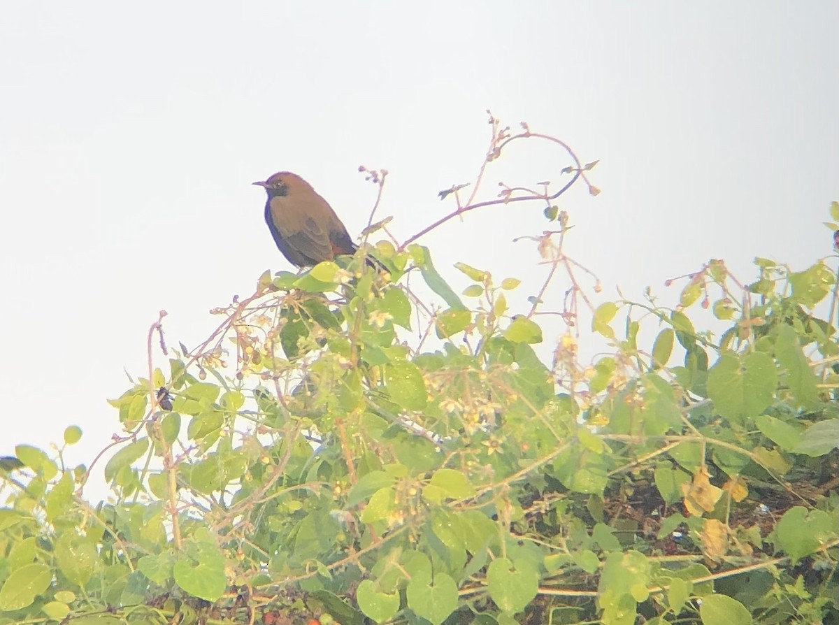 Indian Robin - ML494473361