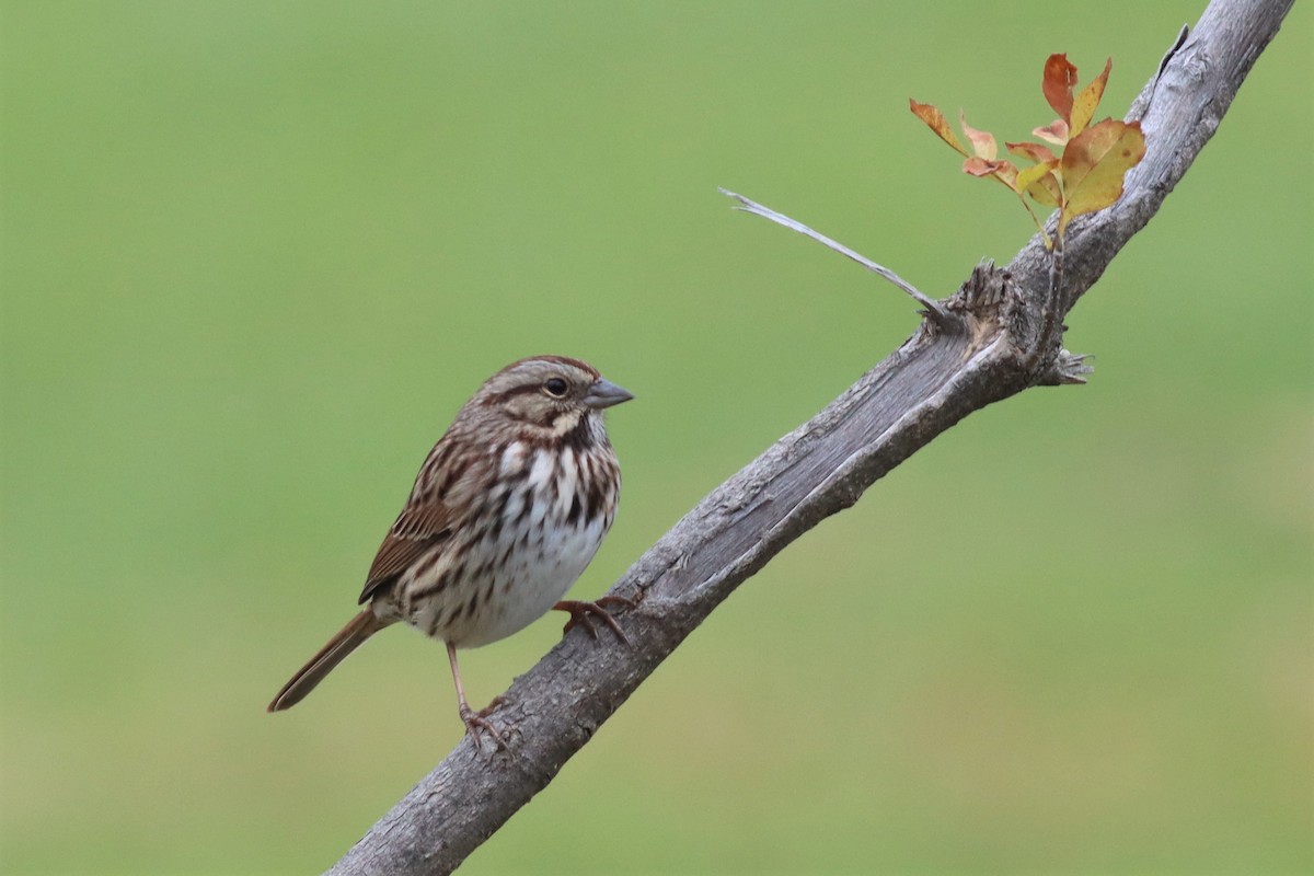 Song Sparrow - ML494474051