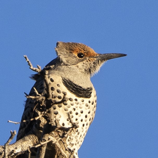 Northern Flicker - ML494475561