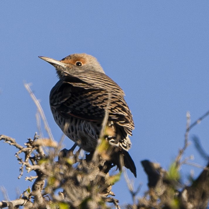 Northern Flicker - ML494475571