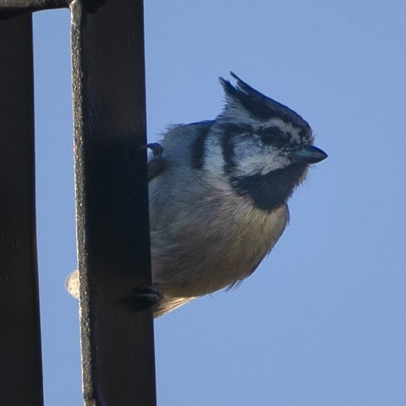 Bridled Titmouse - ML494475861