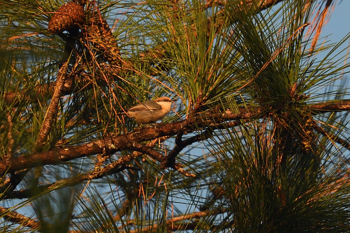 Brown-headed Nuthatch - ML494475881