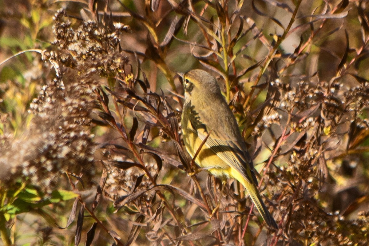 Palm Warbler - ML494475931