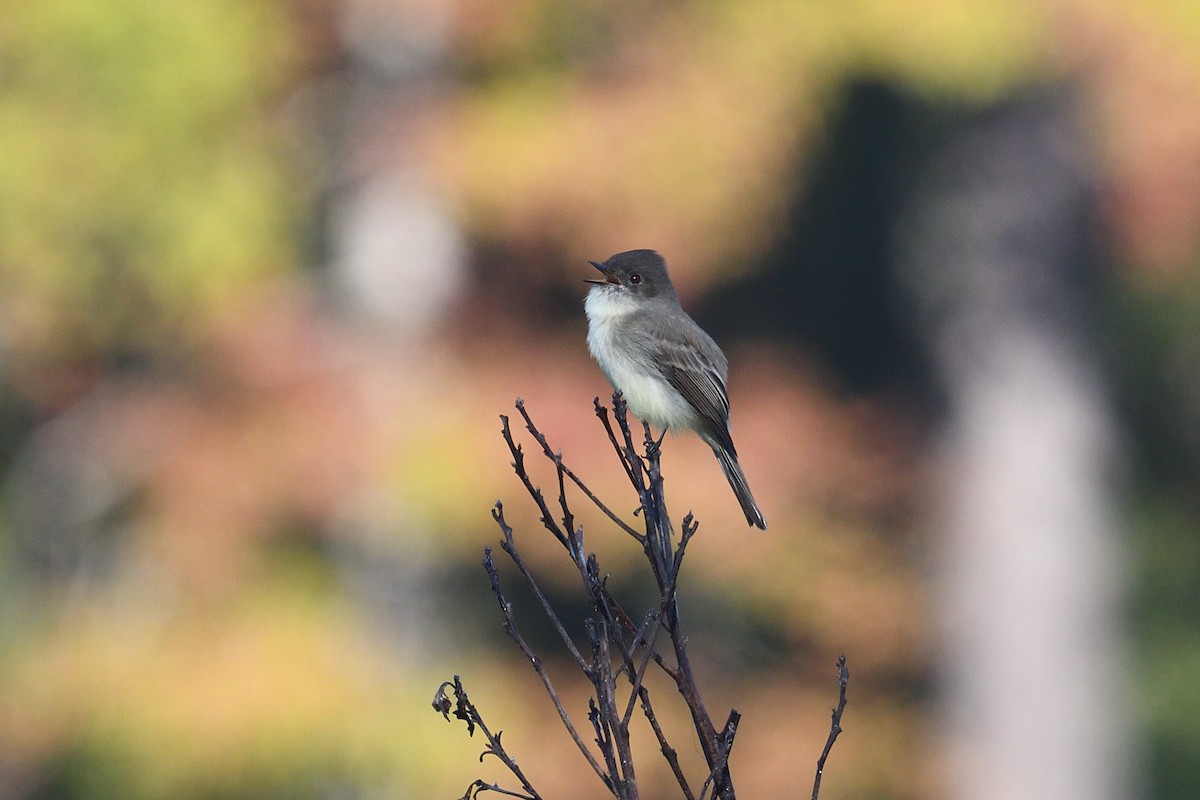 Eastern Phoebe - Shane Carroll