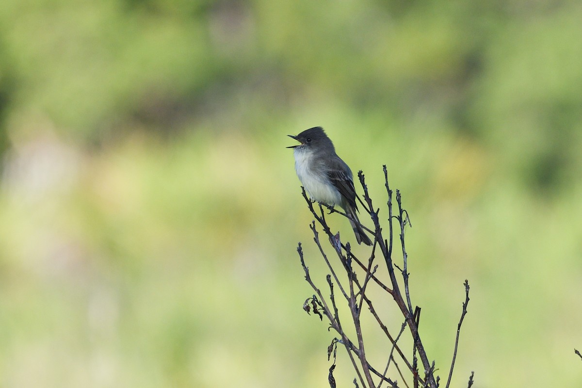 Eastern Phoebe - ML494476061