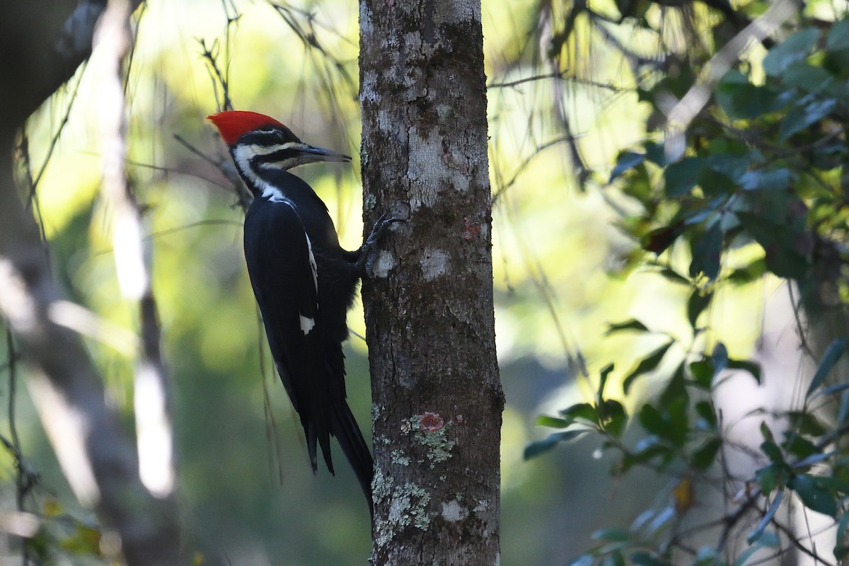 Pileated Woodpecker - ML494476101