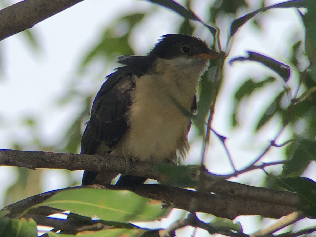 Pied Cuckoo - ML494476171